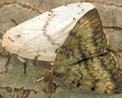Pheromone Trap